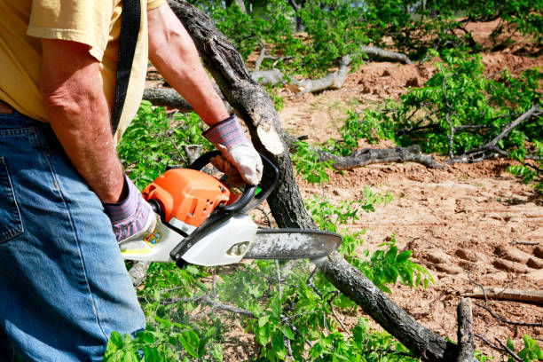 Professional Tree Service in Marine City, MI